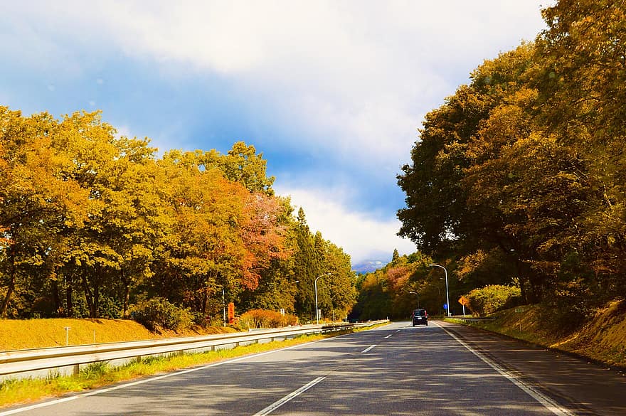 ถนน, ต้นไม้, ใบไม้, ตก, ประเทศญี่ปุ่น, ท้องฟ้า, น่ารัก, ฤดูใบไม้ร่วง, ป่า, สีเหลือง, ฉากชนบท