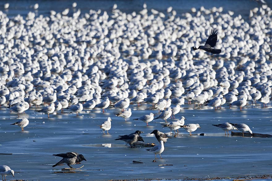 Seagulls, Birds, Animals, Gulls, Lake, Winter, Ice, Seabirds, Wildlife, Beak, Plumage
