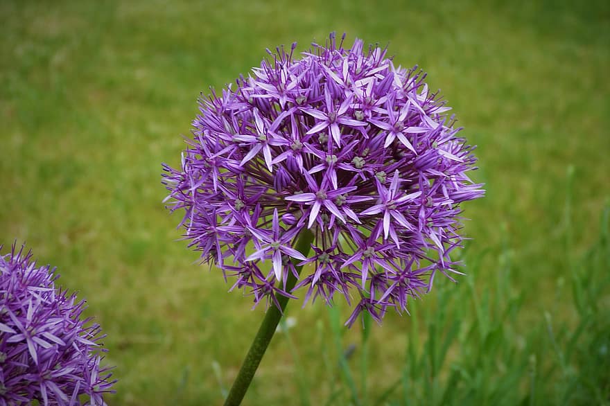 Giant Allium, Flower, Plant, Purple Flower, Allium, Onrnamental Onion, Petals, Bloom, Flora, Garden, Nature