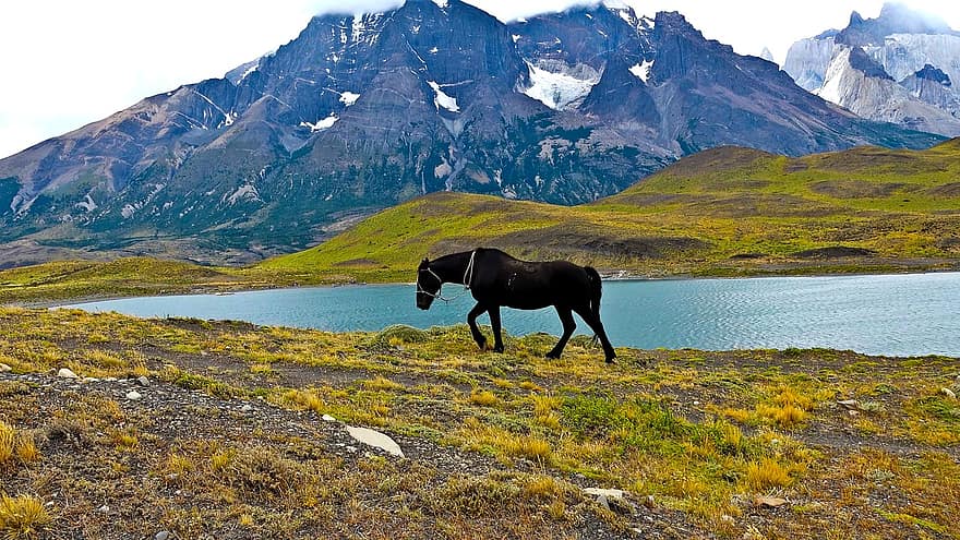 cavalo, natureza, lago, montanhas, cavalo selvagem, animal, eqüino, mamífero, greensward, ao ar livre