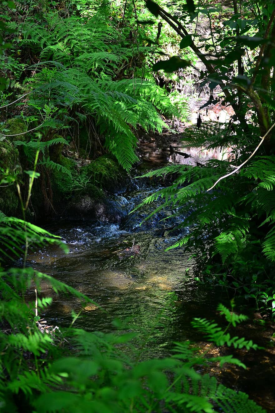 water, waterval, rivier-, oerwoud, stroom, wildernis, bossen, Bos, groene kleur, boom, blad