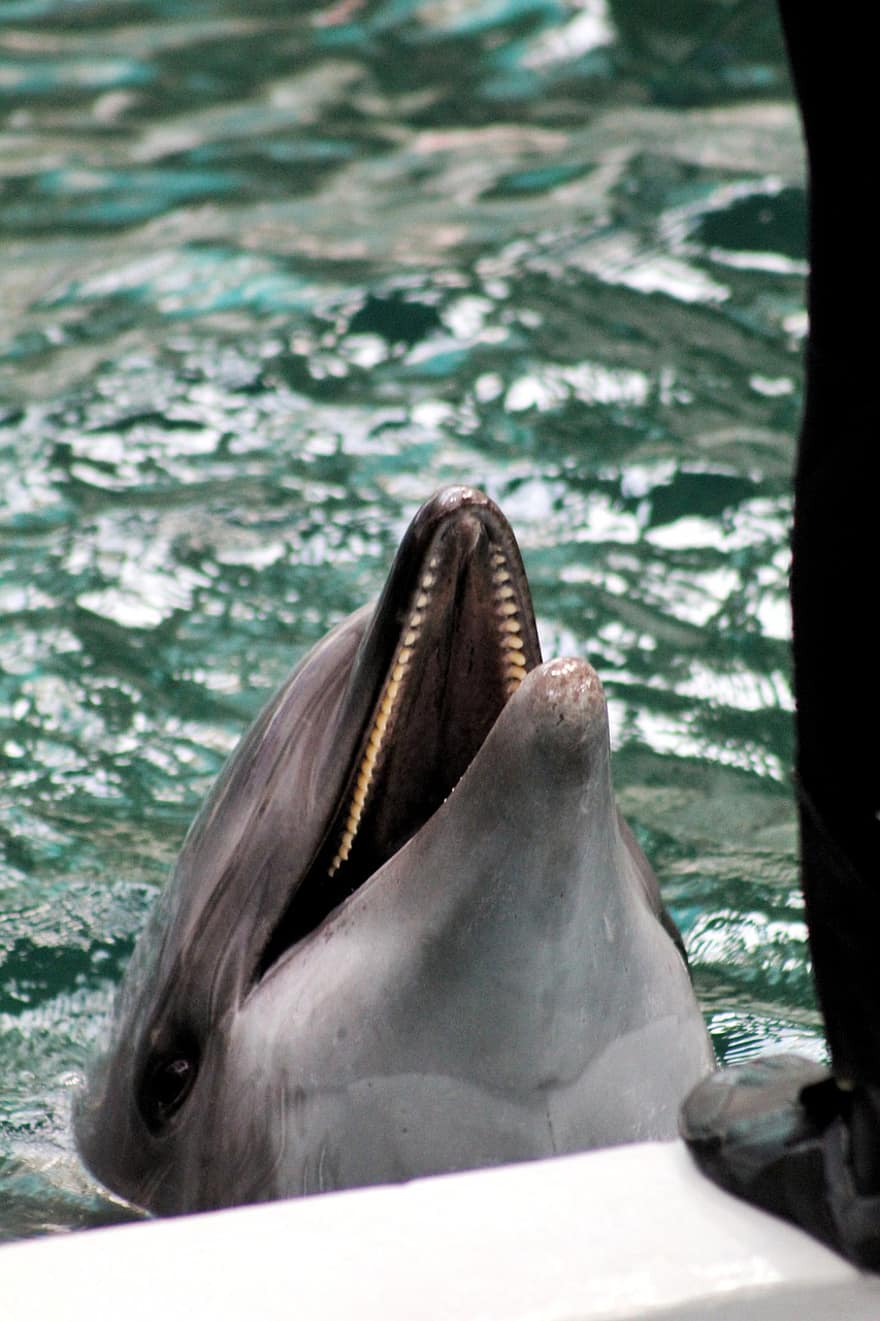 dolfijn, aquarium, laten zien, water