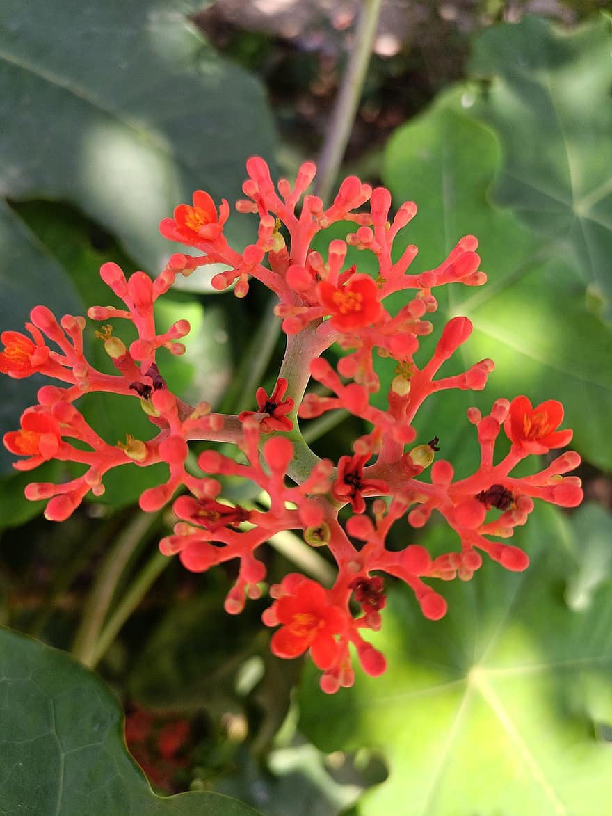 Jatrophas, Flowers, Red Flowers, Petals, Red Petals, Bloom, Blossom, Flora, Plants