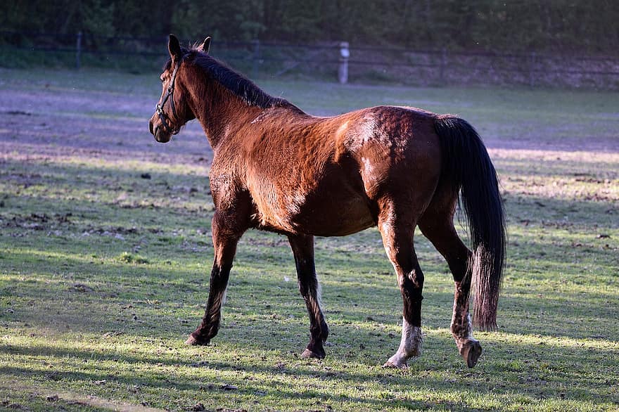 Horse, Animal, Mammal, Equine, Stallion, Mane, Tail, Nature, Brown Horse, Ranch, farm