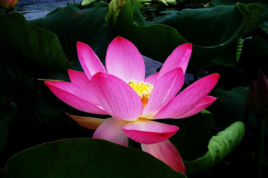 lotoss, dīķis, raksturs, rozā zieds, meditācija, ezers