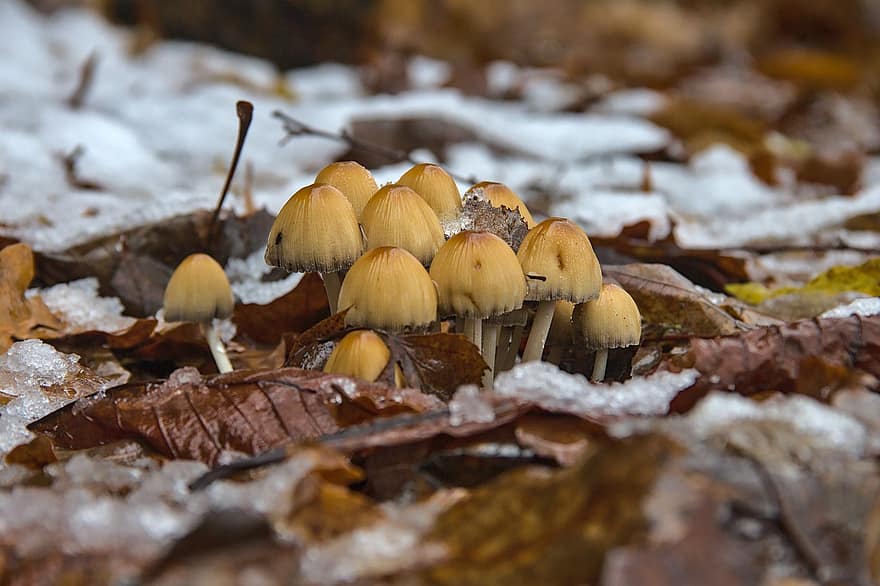 houby, muchomůrka, jedlý, podzim, detail, sezóna, les, houba, rostlina, list, neobdělávaný
