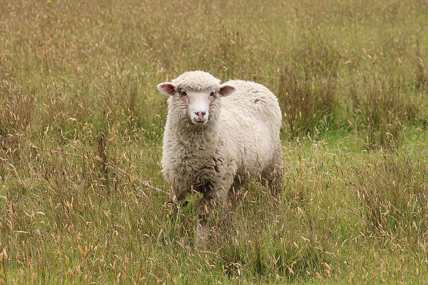 ovelha, animal, campo, Cordeiro, lã, mamífero, pecuária, Prado, natureza, lam, animais