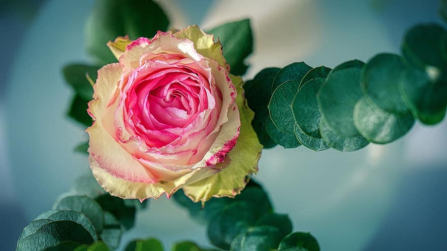 rózsa, rózsa virágzik, levél növényen, Rosenblatt, virágszirom, fehér, rózsaszín, természet, romantikus, virágzik, virágzás