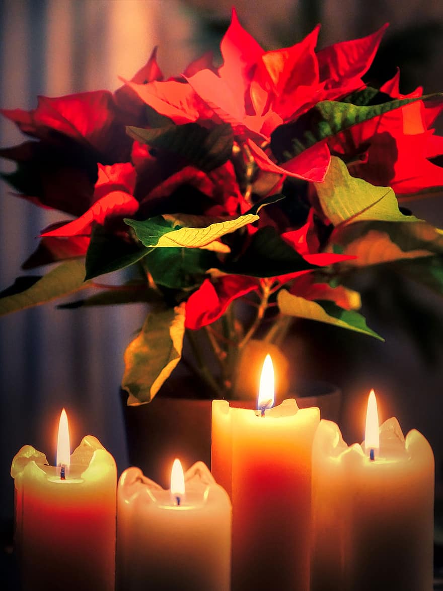 kaarsen, vlammen, bladeren, komst, Kerstmis, Kerstster, decoratief, vieren, stilte