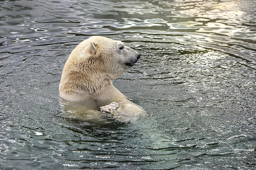 orso polare, orso, Pericolo, Antartide, specie in pericolo, carnivoro, animale, natura, mammifero, artico, all'aperto