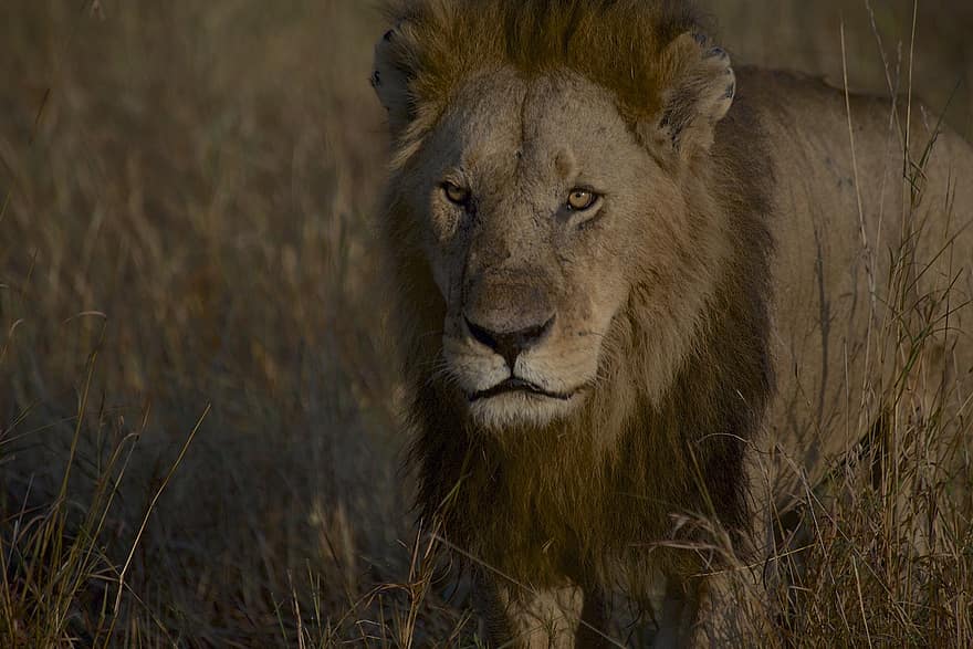 løve, dyr, dyreliv, rovdyr, pattedyr, manke, natur, safari, ødemark, Afrika, maasai mara