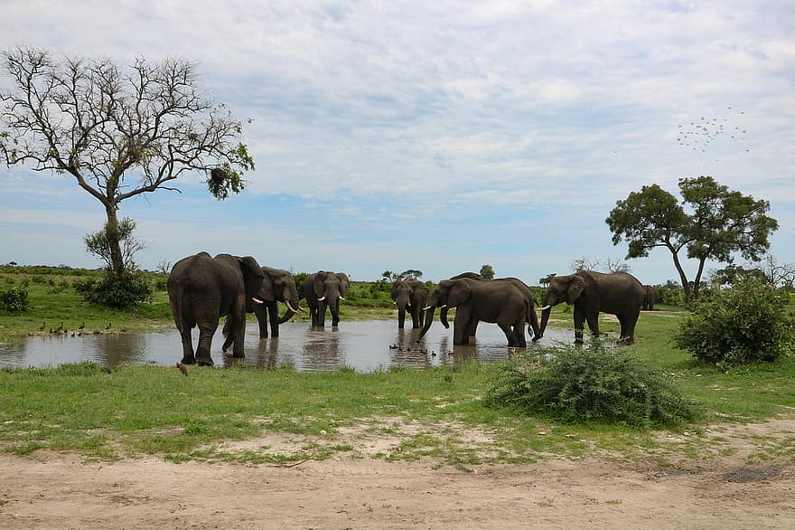 elefantes, manada de elefantes, África, abrevadero, paisaje