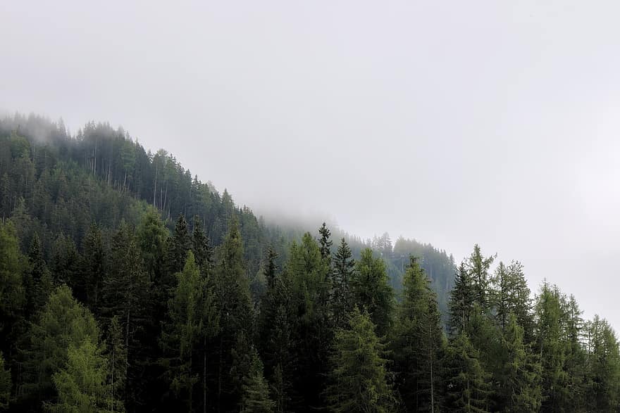 έλατα, ομίχλη, δάσος, φύση, βουνό