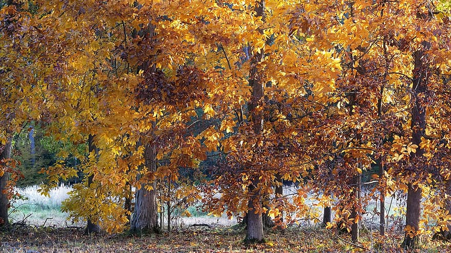 падать, свет, простыни, деревья, цвета, лес, осень, лист, дерево, желтый, время года