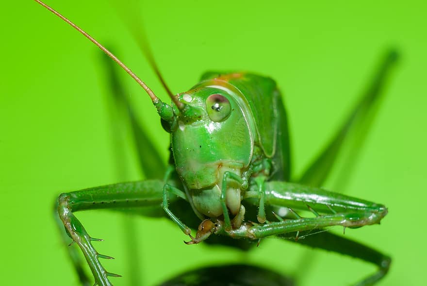 græshoppe, insekt, grøn, natur, dyreliv, tæt på, makrofotografering