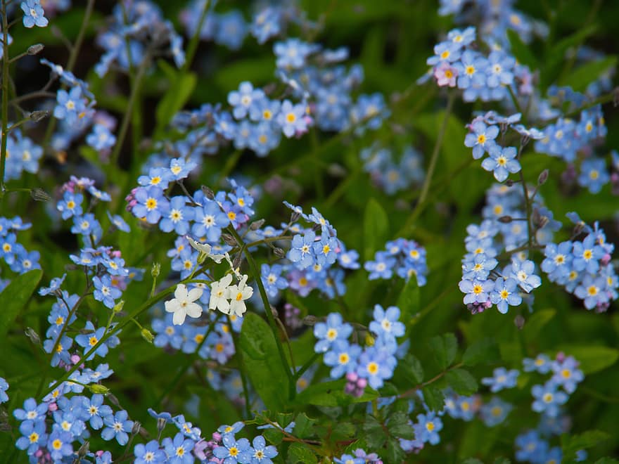 bunga-bunga, biru, menanam, taman, liar, alam, di luar rumah, musim semi, bunga liar, kecil, halus
