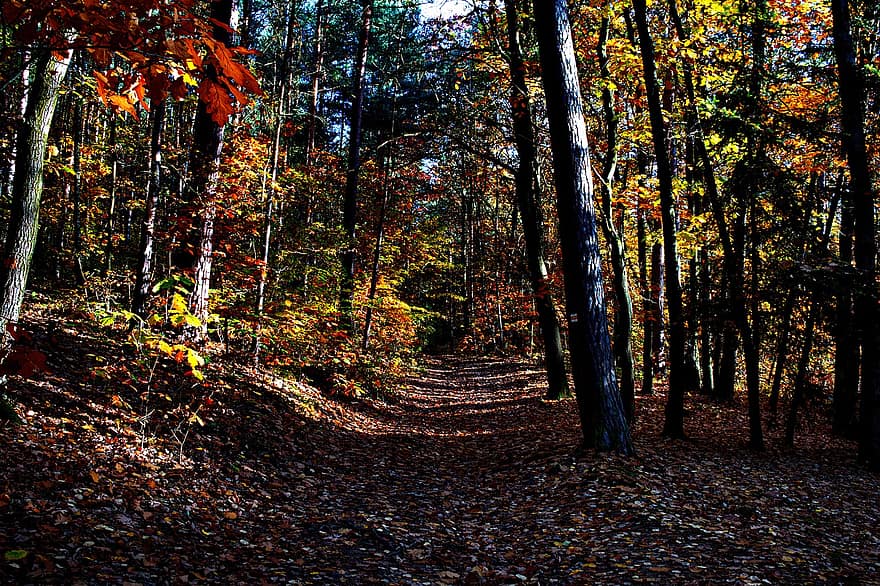 natureza, outono, floresta, arvores, temporada, ao ar livre, rural, madeiras, região selvagem, parque, caminho