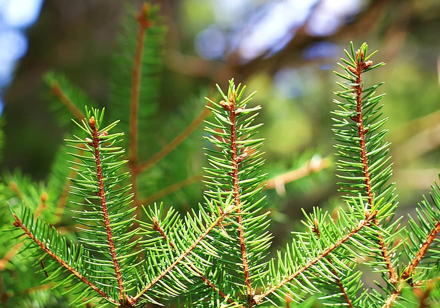 Fir Branches, Spruce, Fir Tree, Nature, Forest, Pine Needles, Woods, Wilderness, green color, tree, plant