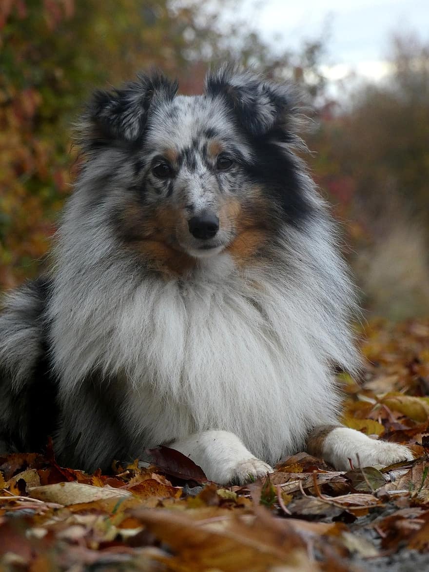 chien, Sheltie, berger shetland, canin, animal de compagnie, en plein air, l'automne, animal, tomber, forêt, champ