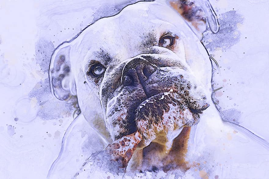 buldog, perro, arte Fotografico, Bulldog inglés, cabeza, canino, mamífero, animal, mascota, linda, retrato