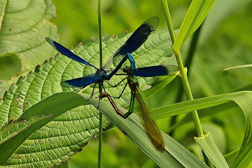 vážky, hmyz, křídlo, zblízka, modrý, párování, Příroda
