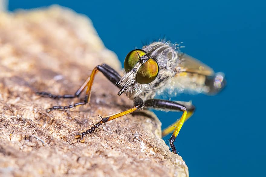 Robberfly, animalia, volar, compuesto, ojos, cuerpo, árbol, caza, parásito, insecto, fauna silvestre
