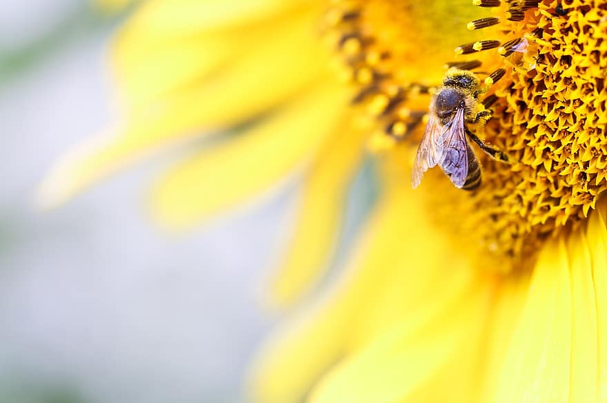 lebah, bunga matahari, serbuk sari, kuning, musim panas, setetes air, madu, senang, taman, kelopak, sinar matahari