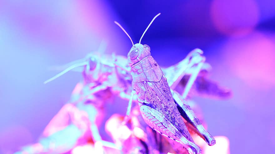 Grasshopper, Fluorescent