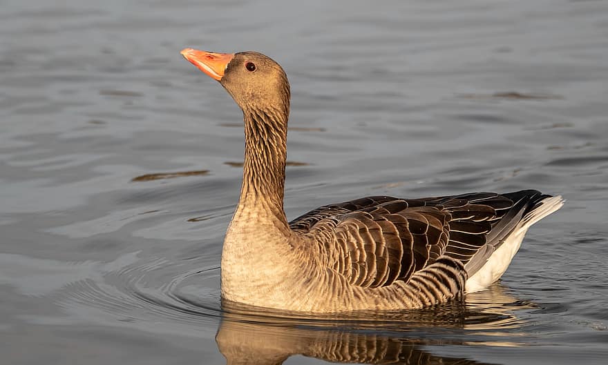 Goose, Bird, Lake, Beak, Feathers, Plumage, Water Bird, Schwimmvogel, Swim, Animal