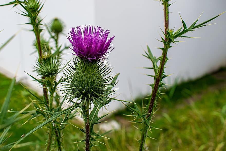 Thistles, Flora, Weed, Plant, Thorns