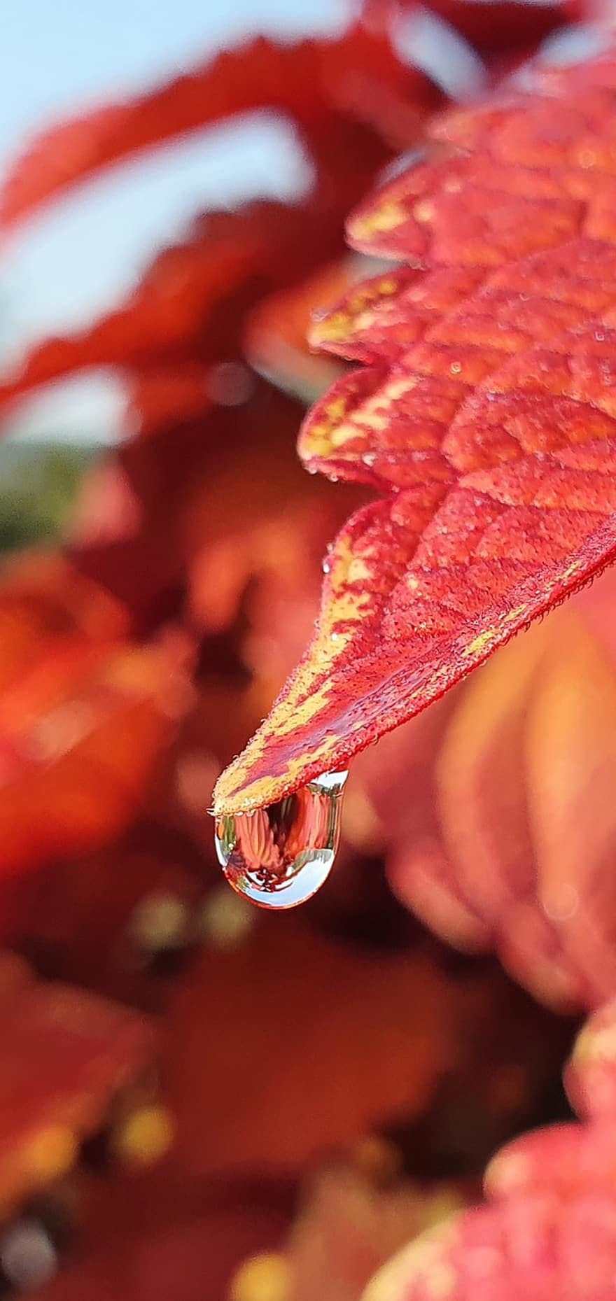 葉、赤い葉、滴下、水滴、秋の葉、紅葉、工場、閉じる、自然