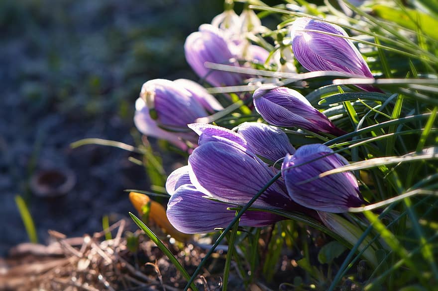 crocus, bunga-bunga, bunga ungu, kelopak, kelopak ungu, berkembang, mekar, bunga musim semi, merapatkan, alam, bunga