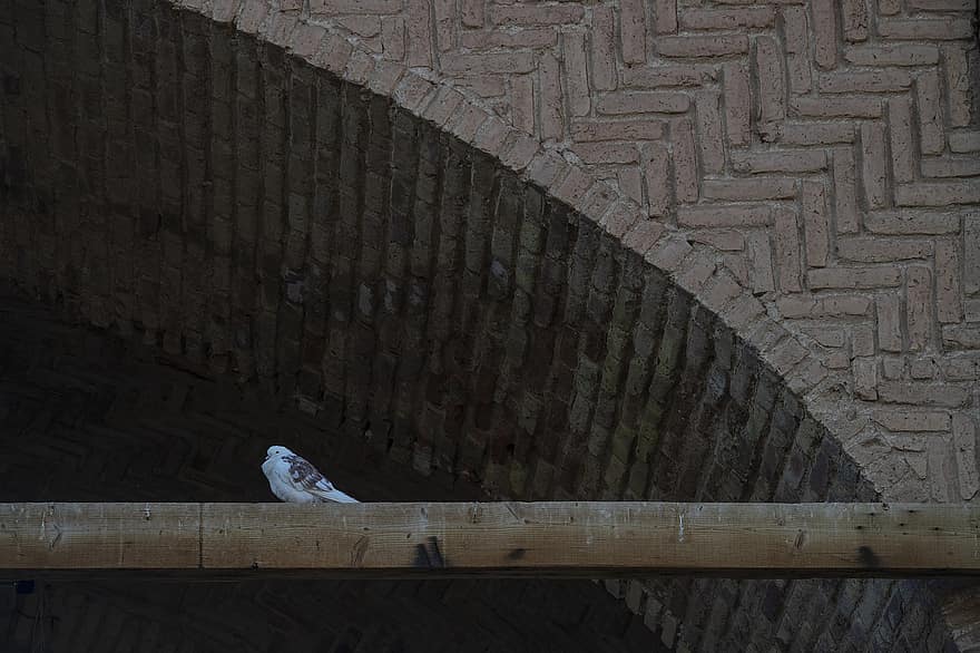 oiseau, animal, Iran, Pigeon, parc national de kavir, Voyage, architecture, fermer, arrière-plans, plume, le bec