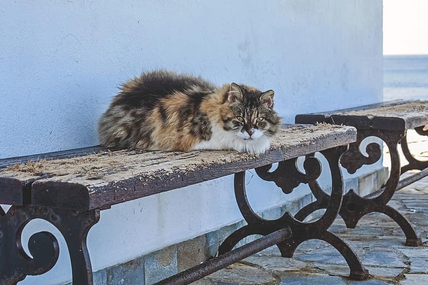 котка, бездомен, на открито, животно, сладък, втренчен, търси, портрет, пейка