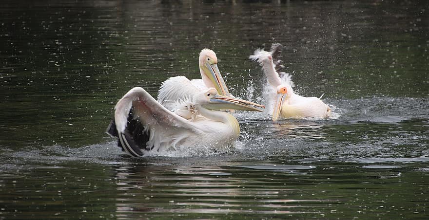 pelikanlar, kuşlar, göl, sığ, çırparak, su kuşları, gölet, Su, hayvan dünyası, Anatidae