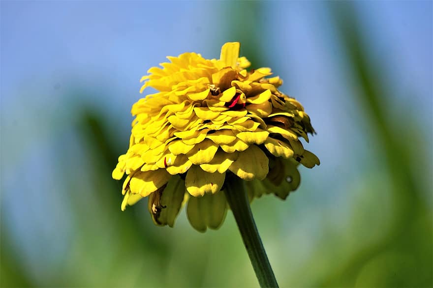 gul blomst, natur, have, flora, wildflower, blomstre, flor