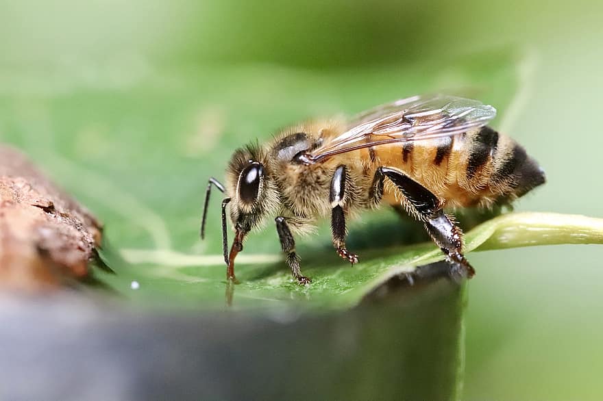 пчела, насекомое, животное, боке, макросъемка, крыло