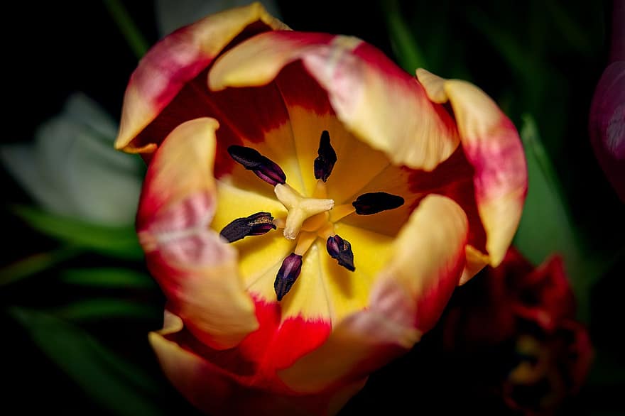 tulipan, blomst, plante, støvveje, kronblade, flor, blomstre, blomstrende, have, natur