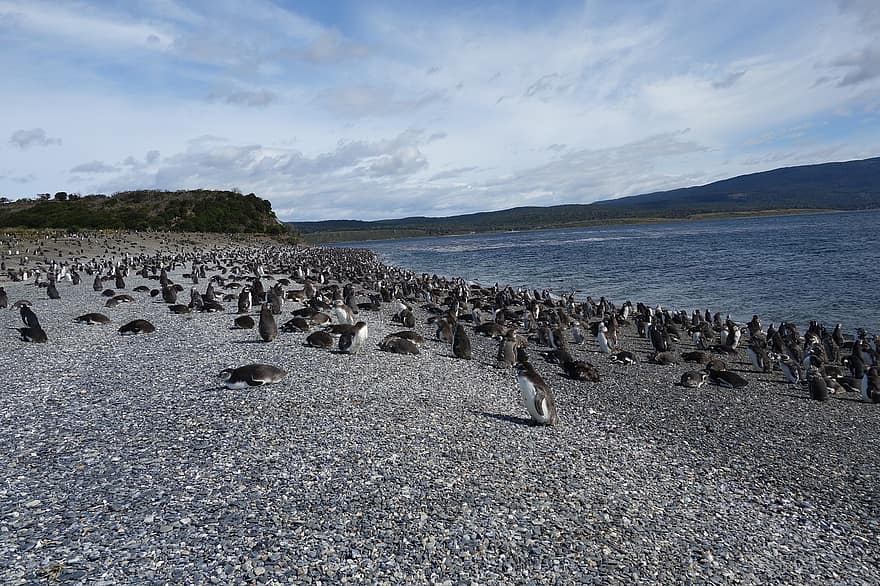 Argentina, Patagonia, pinguini