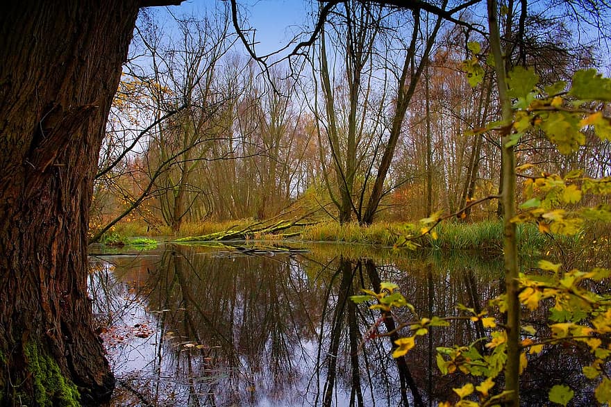 Příroda, jezero, stromy, podzim, sezóna, venku, les, strom, list, krajina, žlutá