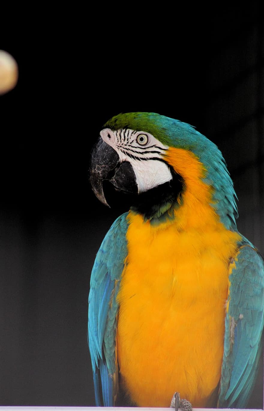 fugl, papegøye, nebb, eksotisk, fjær, multi farget, Ara, gul, blå, kjæledyr, tropisk klima