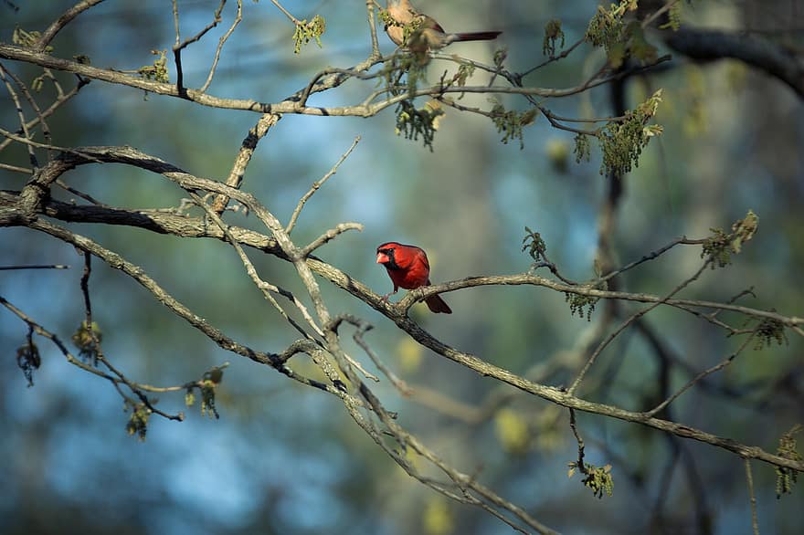 fugl, rød kardinal, ornitologi, arter, fauna, aviær, dyr, dyreliv