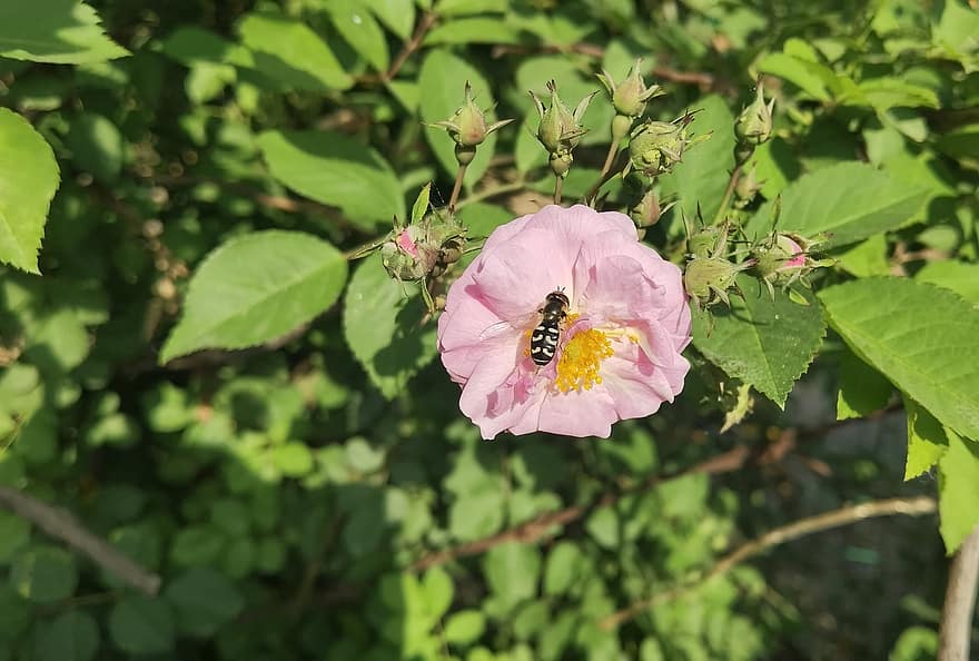 Bie, insekt, pollinere, pollinering, blomst, bevinget insekt, vinger, natur, Hymenoptera, nærbilde, sommer