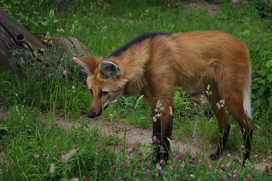 Fuchs, szőrme, erdő, vadász, állat, Vadon élő állatok a természetben, rét, állatkert, zöld, piros, farok