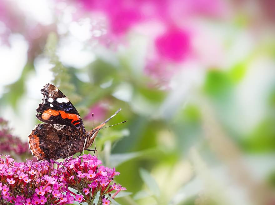 Butterfly, Insect, Nature, Animal, Wing, Summer, Macro, Spring, Flower, Animal World