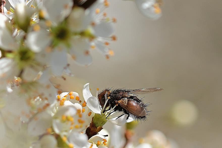 včela, hmyz, opylit, opylování, květ, okřídlený hmyz, křídla, Příroda, hymenoptera, entomologie, detail