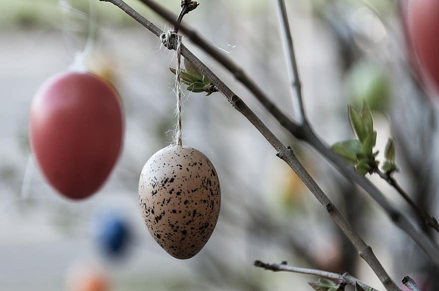 húsvéti tojás, húsvéti dekoráció, húsvéti, dekoráció, közelkép, ág, fa, évszak, háttérrel, ünneplés, téli