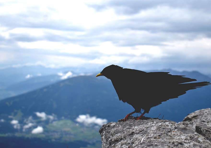 burung, burung hitam, ilmu burung, jenis, fauna, hewan, margasatwa, paruh, pegunungan Alpen, losmen, Austria