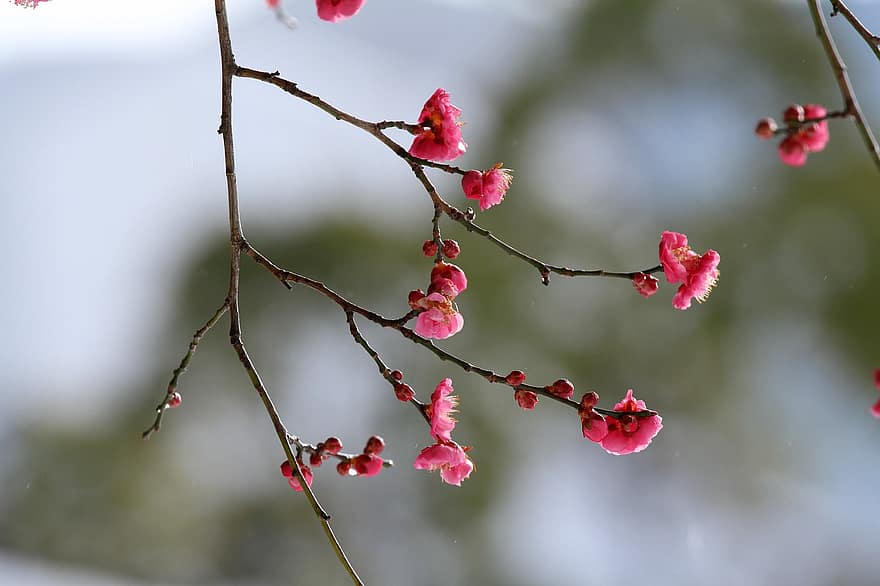 ピンクの花、アプリコットの花、梅の花、フラワーズ、春、日本、庭園、ブランチ、閉じる、葉、木
