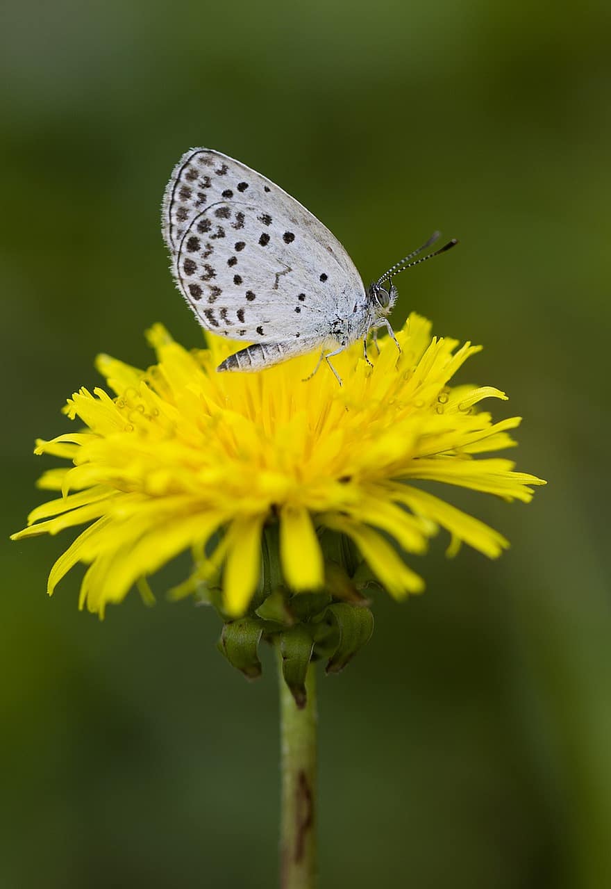 Butterfly, Insect, White Butterfly, Butterfly Wings, Yellow Flower, Bloom, Blossom, Pollination, Lepidoptera, Entomology, Nature